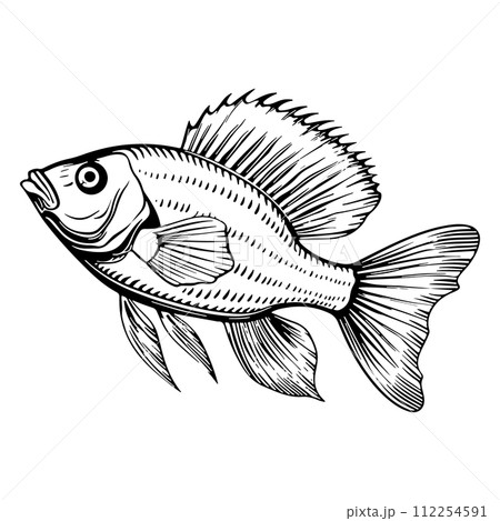 Hand Drawn Outline Sketch Fishes. Ink Drawing Sea Creature Mascot.  112254591