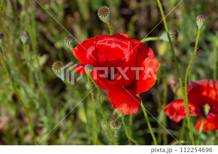 graceful red fragile poppies in the meadow, summer atmosphere on a poppy field graceful red fragile poppies in the meadow, summer atmosphere on a poppy field 112254696