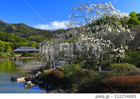【愛媛県】晴天の南楽園のモクレン 112254885