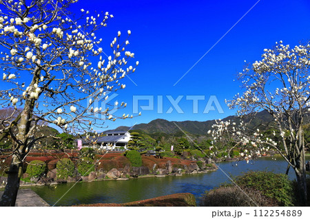 【愛媛県】晴天の南楽園のモクレン 【愛媛県】晴天の南楽園のモクレン 112254889