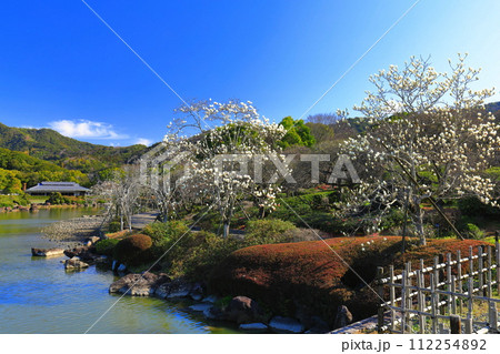 【愛媛県】晴天の南楽園のモクレン 【愛媛県】晴天の南楽園のモクレン 112254892