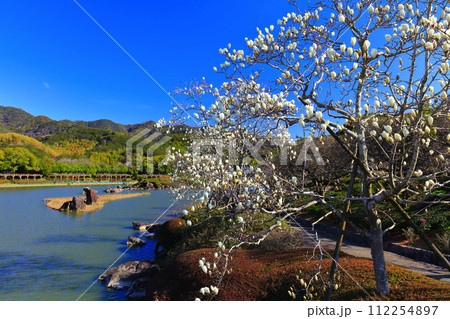 【愛媛県】晴天の南楽園のモクレン 112254897