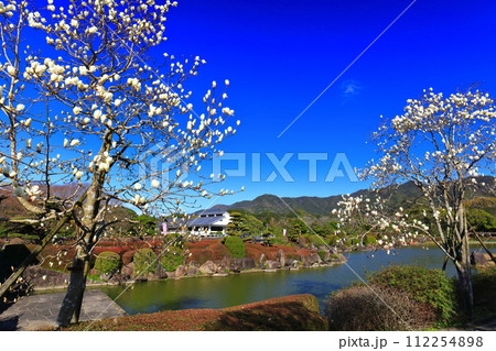 【愛媛県】晴天の南楽園のモクレン 【愛媛県】晴天の南楽園のモクレン 112254898