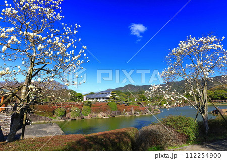 【愛媛県】晴天の南楽園のモクレン 【愛媛県】晴天の南楽園のモクレン 112254900