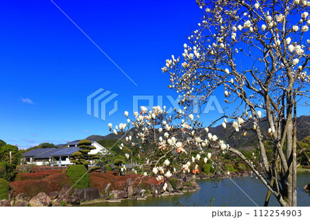 【愛媛県】晴天の南楽園のモクレン 112254903