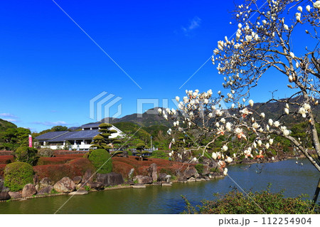 【愛媛県】晴天の南楽園のモクレン 112254904