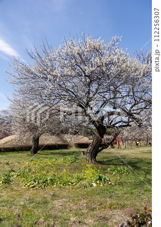 箕郷梅林の梅公園 群馬県 箕郷梅林の梅公園 群馬県 112256307