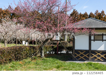 箕郷梅林の梅公園　群馬県 112256405