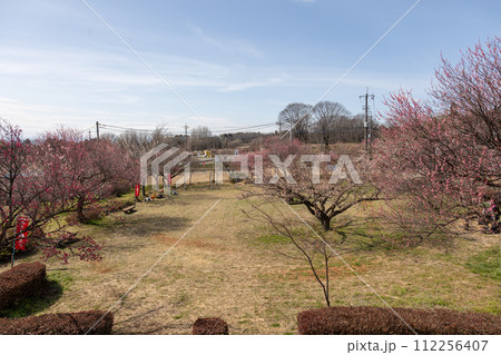 箕郷梅林の梅公園 群馬県 箕郷梅林の梅公園 群馬県 112256407