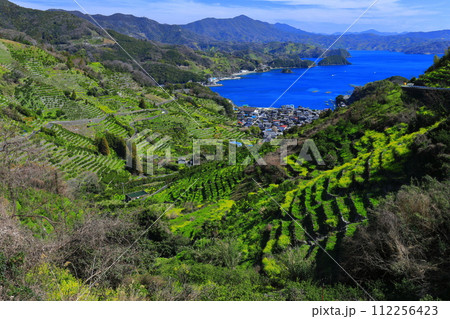 【愛媛県】晴天の宇和海狩浜の段畑と農漁村景観 112256423