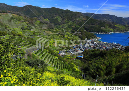 【愛媛県】晴天の宇和海狩浜の段畑と農漁村景観 112256433