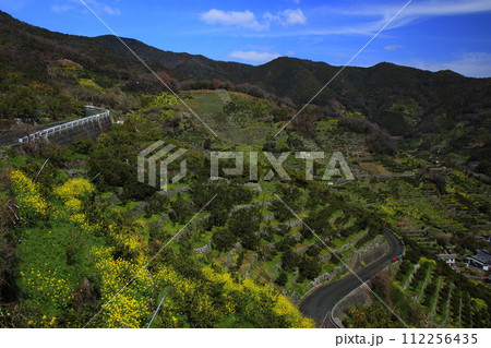 【愛媛県】晴天の宇和海狩浜の段畑と農漁村景観 112256435