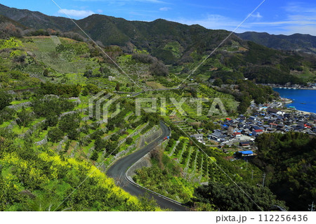 【愛媛県】晴天の宇和海狩浜の段畑と農漁村景観 112256436