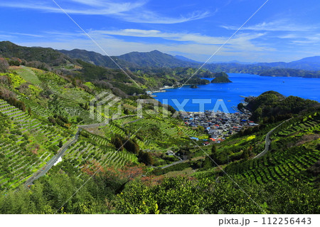 【愛媛県】晴天の宇和海狩浜の段畑と農漁村景観 112256443