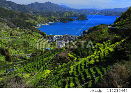 【愛媛県】晴天の宇和海狩浜の段畑と農漁村景観 112256445