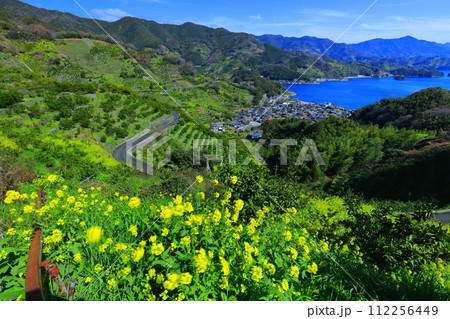 【愛媛県】晴天の宇和海狩浜の段畑と農漁村景観 112256449