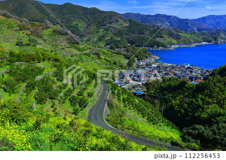 【愛媛県】晴天の宇和海狩浜の段畑と農漁村景観 【愛媛県】晴天の宇和海狩浜の段畑と農漁村景観 112256453