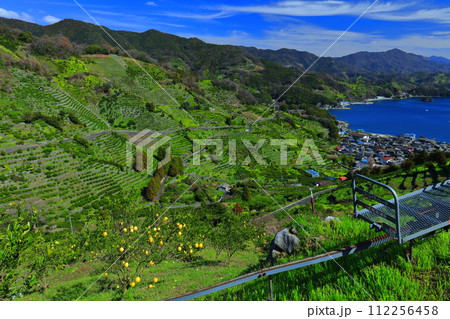 【愛媛県】晴天の宇和海狩浜の段畑と農漁村景観 112256458