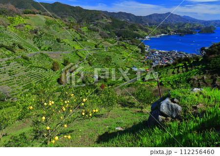 【愛媛県】晴天の宇和海狩浜の段畑と農漁村景観 112256460