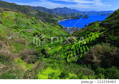 【愛媛県】晴天の宇和海狩浜の段畑と農漁村景観 112256463