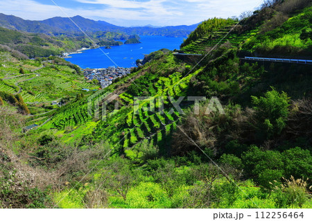 【愛媛県】晴天の宇和海狩浜の段畑と農漁村景観 【愛媛県】晴天の宇和海狩浜の段畑と農漁村景観 112256464