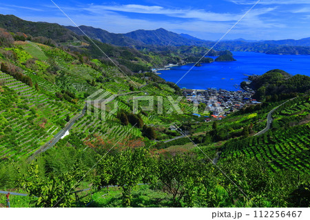 【愛媛県】晴天の宇和海狩浜の段畑と農漁村景観 112256467