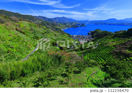 【愛媛県】晴天の宇和海狩浜の段畑と農漁村景観 112256470