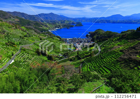 【愛媛県】晴天の宇和海狩浜の段畑と農漁村景観 112256471