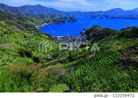 【愛媛県】晴天の宇和海狩浜の段畑と農漁村景観 112256472