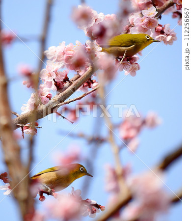 メジロと梅の花 112256667