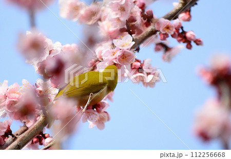 メジロと梅の花 メジロと梅の花 112256668