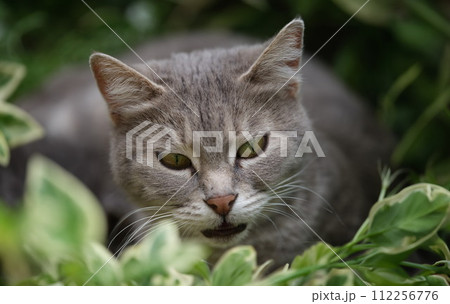 Beautiful gray cat with bright green eyes in grass 112256776