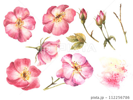 Watercolor pink wild rose hip flower set, dog, cancer or brier rose buds, stem and leaves with watercolor stain, splatter. Botanical spring clipart. Hand drawn flora illustration isolated background Watercolor pink wild rose hip flower set, dog, cancer or brier rose buds, stem and leaves with watercolor stain, splatter. Botanical spring clipart. Hand drawn flora illustration isolated background 112256786