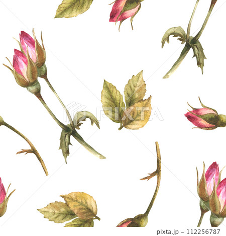 Watercolor wild rose hip buds leaves, dog cancer, brier rose flowers im bloom Botanical seamless pattern for label, wrapping paper, fabric, wallpaper Hand drawn illustration isolated white background. 112256787