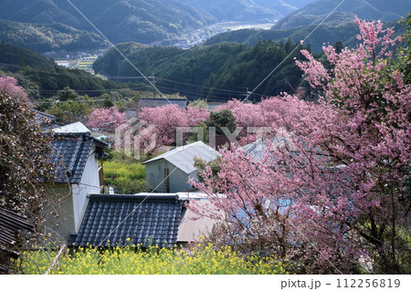 そうだやま地区 彩る雪割り桜と菜の花 (高知県 須崎市) そうだやま地区 彩る雪割り桜と菜の花 (高知県 須崎市) 112256819
