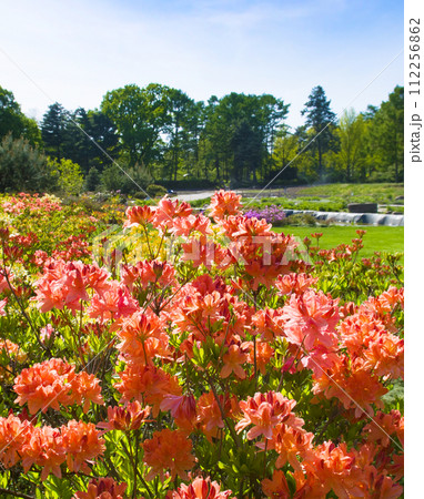 Rhododendron blooming in the spring botanical garden. Vertical photo 112256862