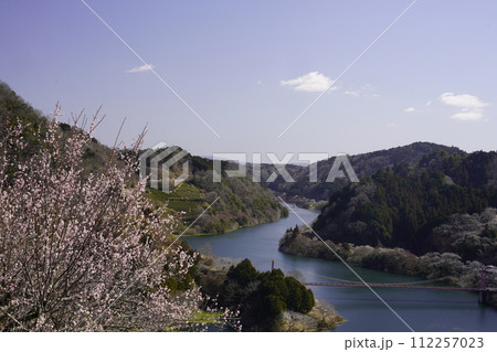 春の陽気の中青空に咲く月ヶ瀬梅林の梅花 春の陽気の中青空に咲く月ヶ瀬梅林の梅花 112257023