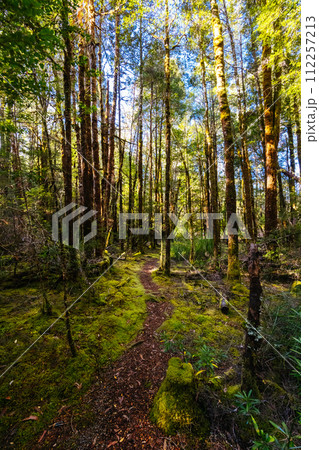 Twisted Sister Trail in Tasmania Australia 112257213