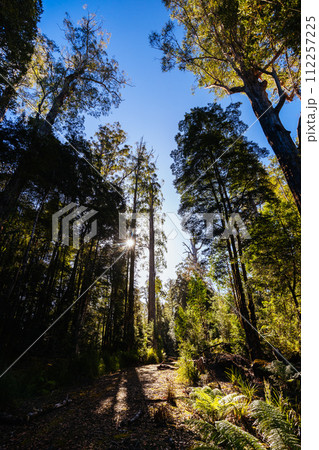 Twisted Sister Trail in Tasmania Australia Twisted Sister Trail in Tasmania Australia 112257225