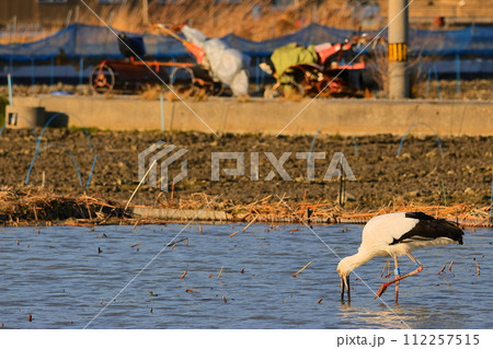 蓮根畑で採餌するコウノトリ 112257515