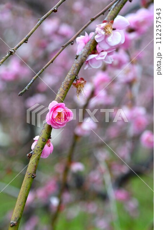 名古屋市農業センターのしだれ梅 名古屋市農業センターのしだれ梅 112257543