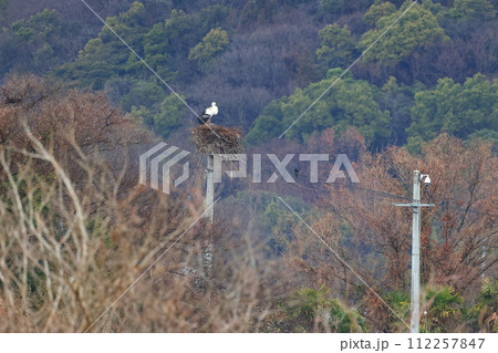 電柱の巣で休むコウノトリ 電柱の巣で休むコウノトリ 112257847