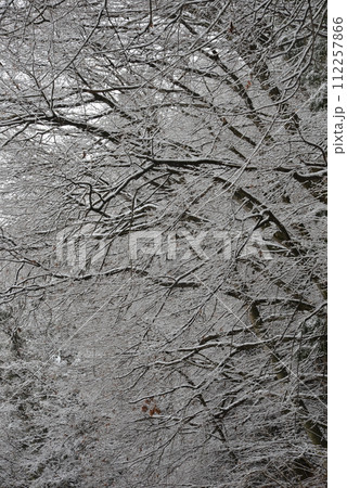 河口湖の林に積もる白い雪のコントラスト 河口湖の林に積もる白い雪のコントラスト 112257866