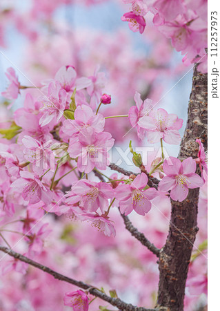 ピンク色の河津桜の花が咲いています ピンク色の河津桜の花が咲いています 112257973