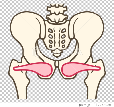 内閉鎖筋、股関節外旋六筋 112258086