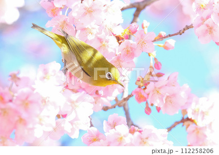 桜とメジロ 112258206