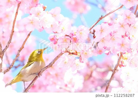 桜とメジロ 112258207