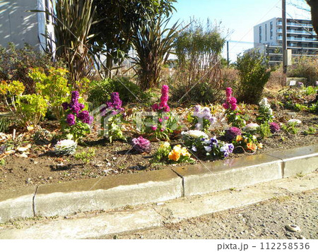 こじま花の会花畑のストックとビオラの花と葉ボタン こじま花の会花畑のストックとビオラの花と葉ボタン 112258536