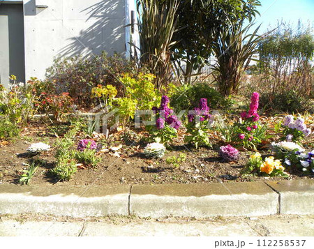 こじま花の会花畑のストックとビオラの花と葉ボタン 112258537