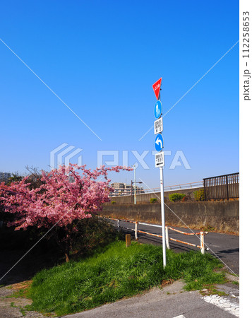 道路沿いに咲く河津桜と交通標識 道路沿いに咲く河津桜と交通標識 112258653